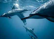 九游娱乐入口-冈萨雷斯谈不敌厄瓜多尔：他们高兴得像赢了世界杯决赛